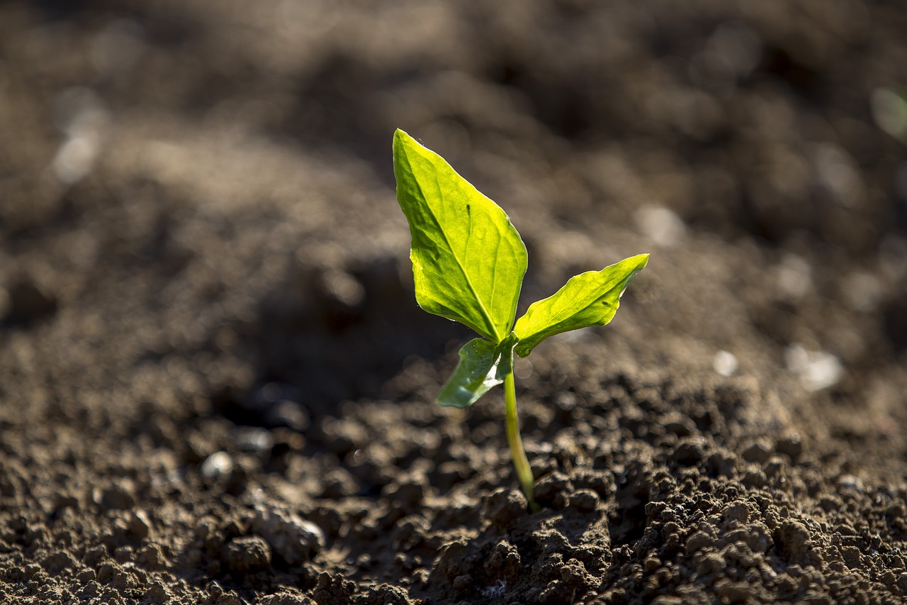 agriculture, land, farm-1079299.jpg